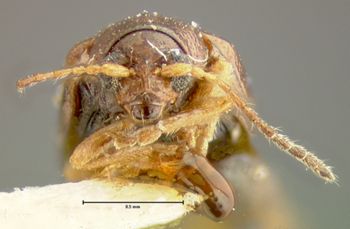 Media type: image;   Entomology 8265 Aspect: head frontal view